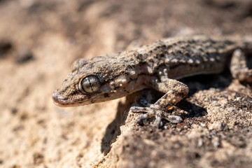 detail of the eye of a gecko. Tarentola mauritanica is a species of gecko (Gekkota) native to the Mediterranean area.