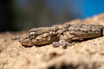 detail of the eye of a gecko. Tarentola mauritanica is a species of gecko (Gekkota) native to the Mediterranean area.