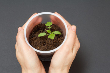Close up hands of female gardener is holding green tomato seedling.