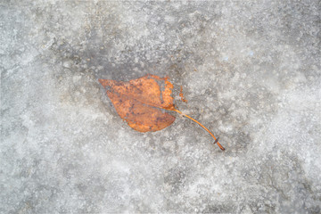 Yellow dried leaf frozen in ice