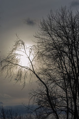 Natural background. Tree branches against the setting sun