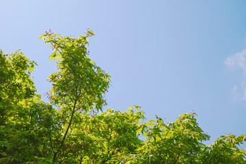 赤い花を咲かせた春のイロハモミジ