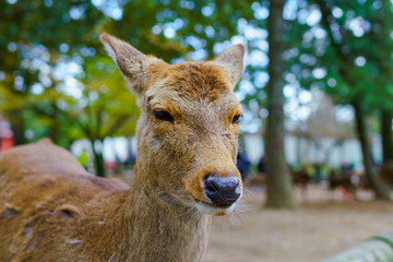 Fototapeta premium Friendly deer in Nara Park, a tourist spot in Japan