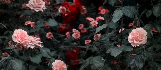 Foto op Aluminium Bloeiende roze en rode rozen bloemen in mystieke tuin op mysterieuze sprookje lente of zomer bloemen achtergrond, fantasie natuur dromerige avond landschap afgezwakt in low key, donkere tinten en tinten © julia_arda