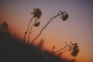 flower silhouette in sunset