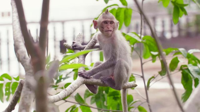Rhesus Macaque (Macaca Mulatta) Monkey Sitting on the Tree, Angry Talking and Jumping Away from Branch in Open Zoo in Thailand