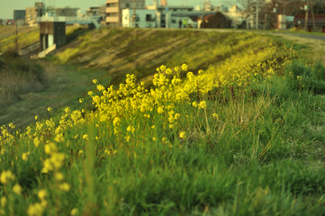 Rape blossoms 