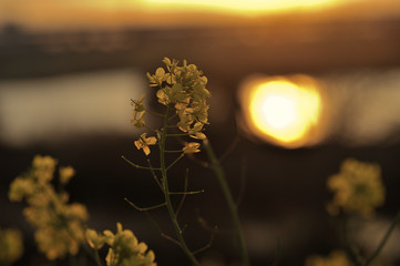 Rape blossoms 