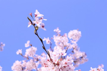 さくら咲く