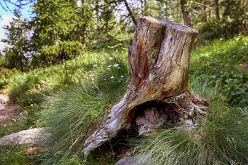 One old stump against a background of green grass, trees and multi-colored wildflowers. Deforestation. Old felled tree.