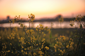 Rape blossoms