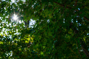Autumn leaves in the forest, sunlight shines through the leaves