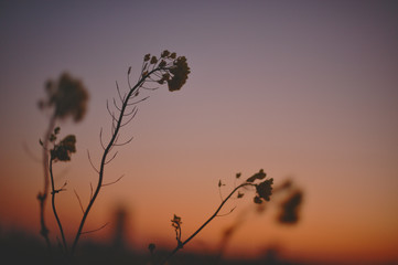 Rape blossoms in sunset
