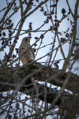 The Common Kestrel (Falco tinnunculus)