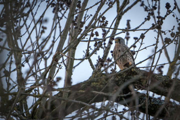 The Common Kestrel (Falco tinnunculus)