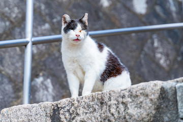 Obraz premium A black and white stray cat with a smile on his face