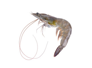 Fresh shrimp isolated on white background.