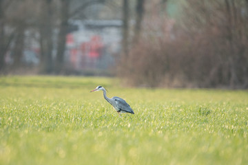 Grey heron (Ardea cinerea)