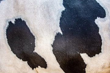 black and white hairy skin pattern of fur
