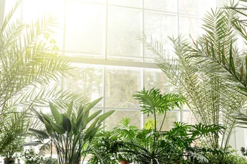  Green plants in botanical garden indoor. © Татьяна Максимова