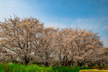 Fototapeta premium 風土記の丘の桜