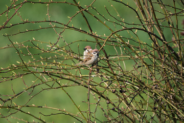 House sparrows (Passer domesticus)