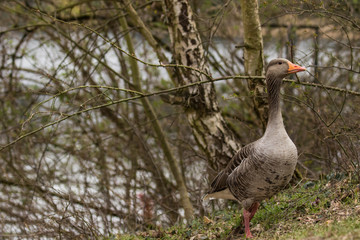 Graugans (Anser anser ) läuft am Ufer vom Tegeler See in Berlin 