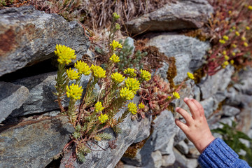 A children's hand reaches for a yellow flower that breaks through a wall of gray stone.
