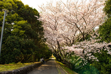 Fototapeta premium 風土記の丘の桜