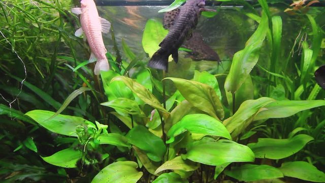 Hoplosternum thoracatum in aquarium with a variety of aquatic plants and fish inside, catfish cleaner. H.264 video codec