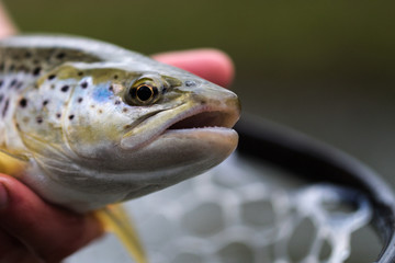 Recreational Fly Fishing for trout