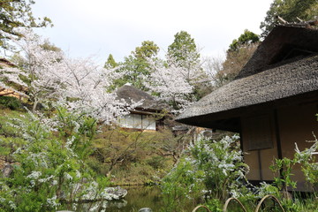 桜と茅葺き屋根