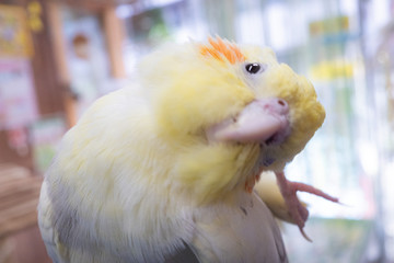 あざとい