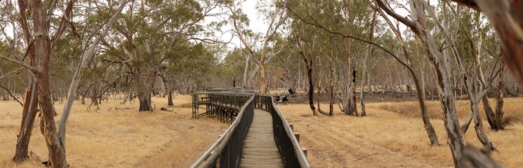 Fototapeta na wymiar panorama of an empty elevated board walk leading through a national park in rural Victoria, surrounded by native eucalyptus trees and wild grasses, Nhill, Australia