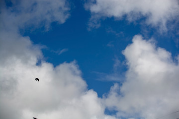 Flying birds in the cloudy sky 