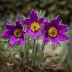 Pulsatilla vulgaris (Küchenschelle, Kuhschelle) im Garten