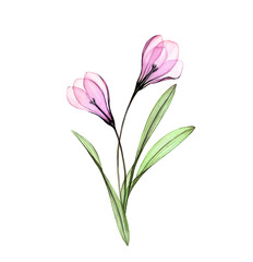 Watercolor Crocus. Hand painted artwork with flowers isolated on white. Colourful Spring bouquet. Botanical illustration for cards, wedding design