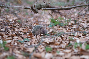 Injured hedgehog (Erinaceinae) attacked by dog 