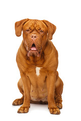 Dogue de Bordeaux, portrait isolated on white background