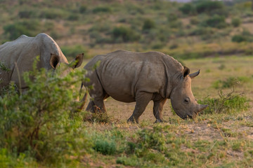 Breitmaulnashorn (Ceratotherium simum) in Namibia