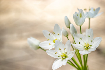 Small white flowers on the bright background