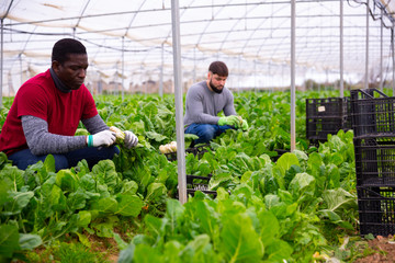 African american worker gathering in crops of green chard