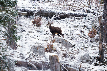 Wild chamois (rupicapra rupicapra) 