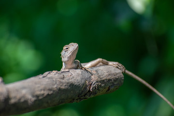 White Lizard