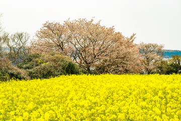 長崎鼻の桜