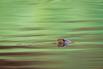 Image of snakes are swimming on the river. Reptile. Animals.
