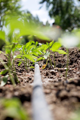 The drip irrigation pepper saplings for good immune system.