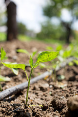 The drip irrigation pepper saplings for good immune system.