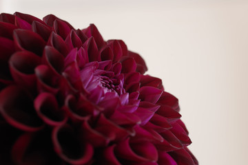 close up of red dahlia flower