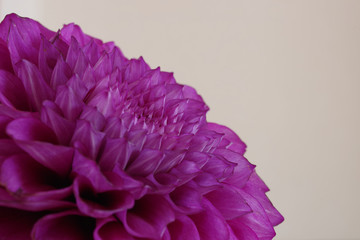 close up of a pink dahlia flower